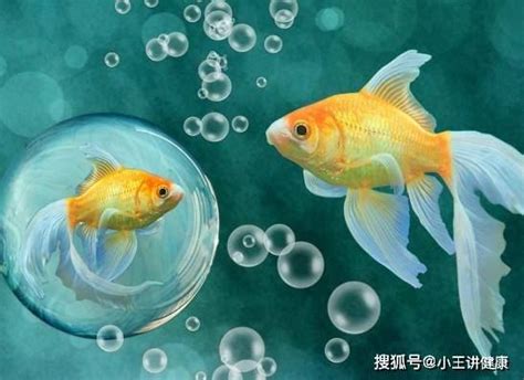 哪一種魚最好養|12種養不死的觀賞魚都有哪些？新手都可以輕鬆養好的是哪些魚？。